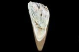 Serrated, Fossil Phytosaur Tooth - Arizona #88602-1
